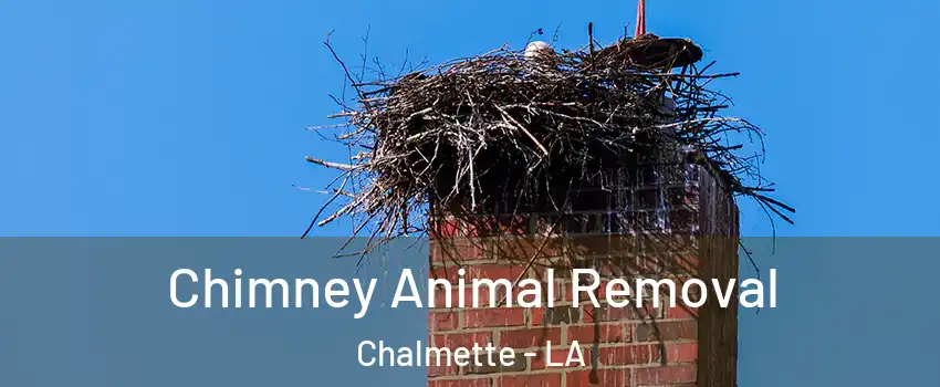 Chimney Animal Removal Chalmette - LA